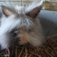 Lapin nain bélier #1