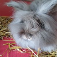 Lapin nain bélier #2