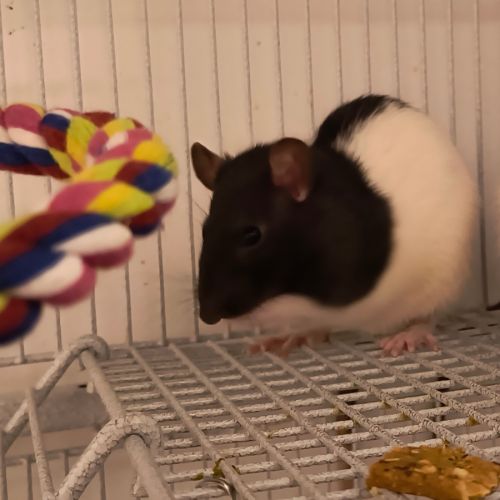 Rat domestique à adopter (femelle noir et blanc) #1