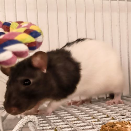 Rat domestique à adopter (femelle noir et blanc)