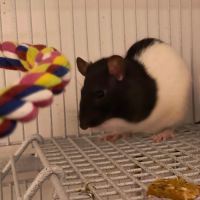 Rat domestique à adopter (femelle noir et blanc) #1