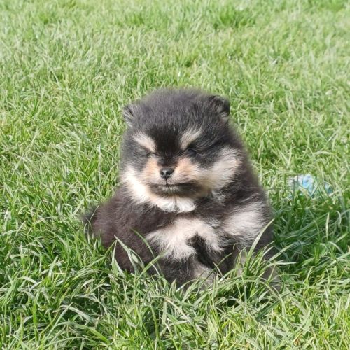 Spitz nain pomeranian #4
