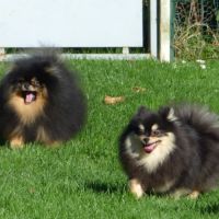 Spitz nain pomeranian #1