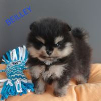 Spitz nain pomeranian