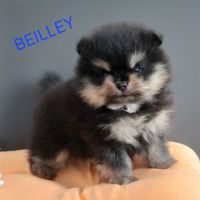 Spitz nain pomeranian #3