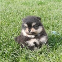 Spitz nain pomeranian #4