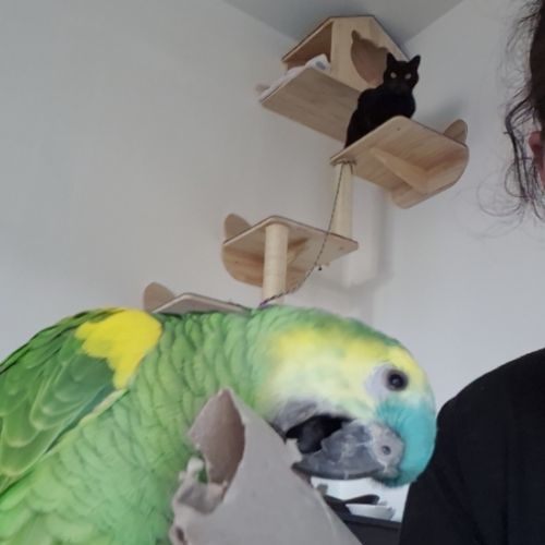 Amazone front bleu #1