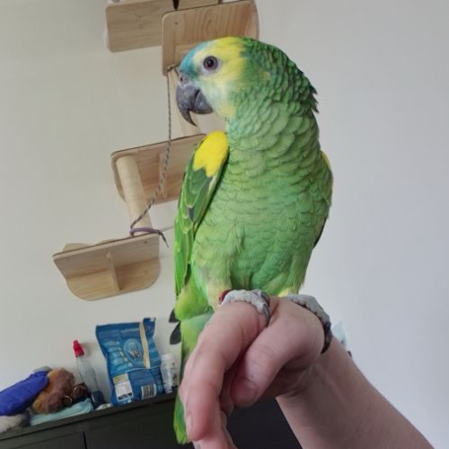 Amazone front bleu #0