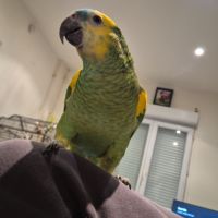 Amazone front bleu #3