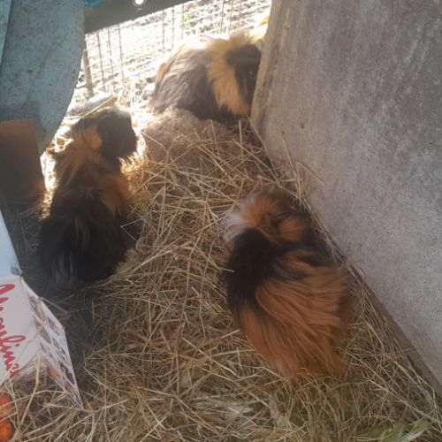 Cochon d'inde mâle #1