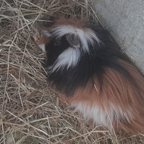 Cochon d'inde mâle #3