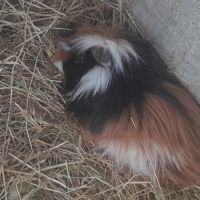 Cochon d'inde mâle #3