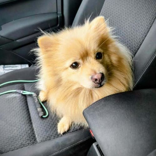 Zouk mâle type spitz 3 ans #1