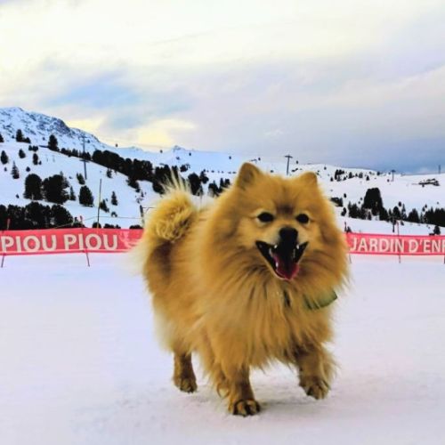 Zouk mâle type spitz 3 ans #0