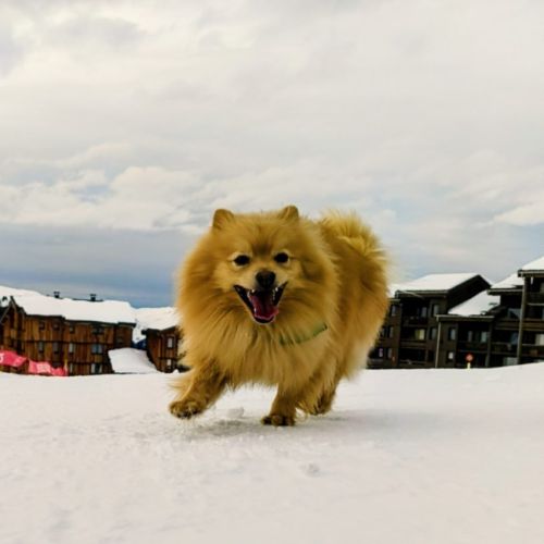 Zouk mâle type spitz 3 ans #6