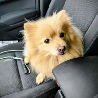 Zouk mâle type spitz 3 ans #1