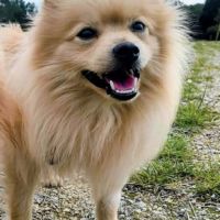 Zouk mâle type spitz 3 ans #3