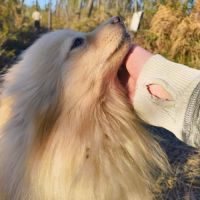 Zouk mâle type spitz 3 ans #4