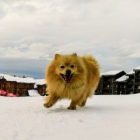 Zouk mâle type spitz 3 ans #6