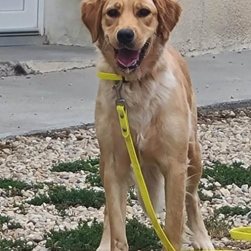 Astuce femelle type golden retriever 1 an #5