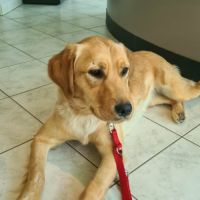 Astuce femelle type golden retriever 1 an #2