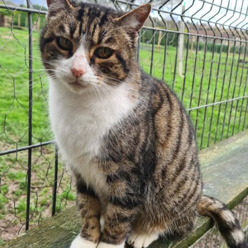 Rita femelle tigrée et blanche 6 ans #0