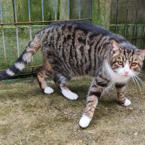 Rita femelle tigrée et blanche 6 ans #2