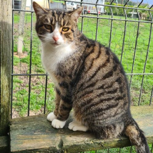 Rita femelle tigrée et blanche 6 ans #3