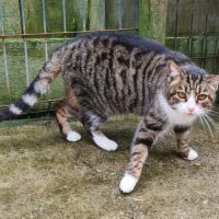 Rita femelle tigrée et blanche 6 ans #2