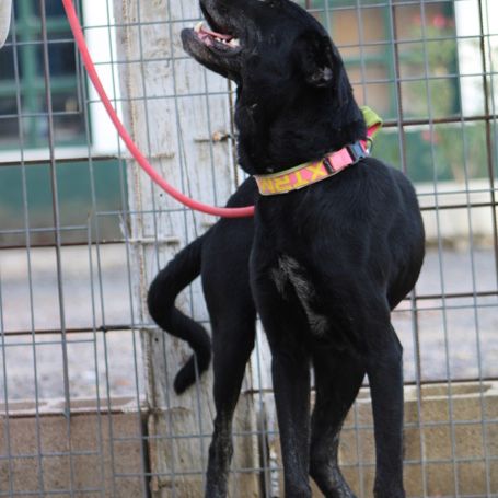 Pin, magnifique mastine espagnole. une crème ! #1