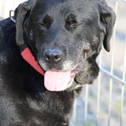 Pin, magnifique mastine espagnole. une crème ! #3