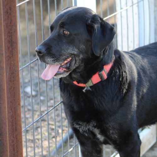 Pin, magnifique mastine espagnole. une crème ! #4