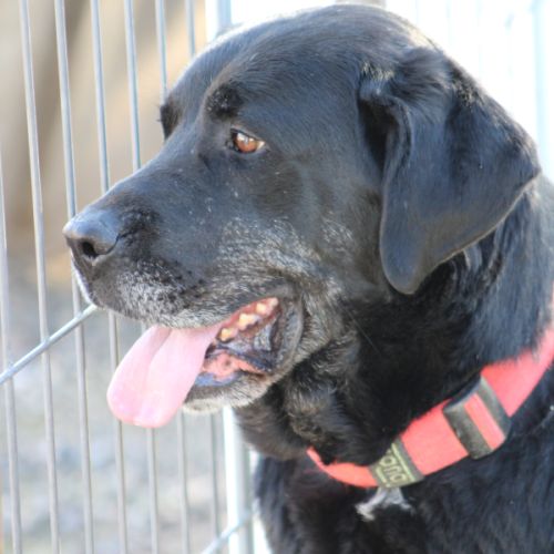 Pin, magnifique mastine espagnole. une crème ! #0