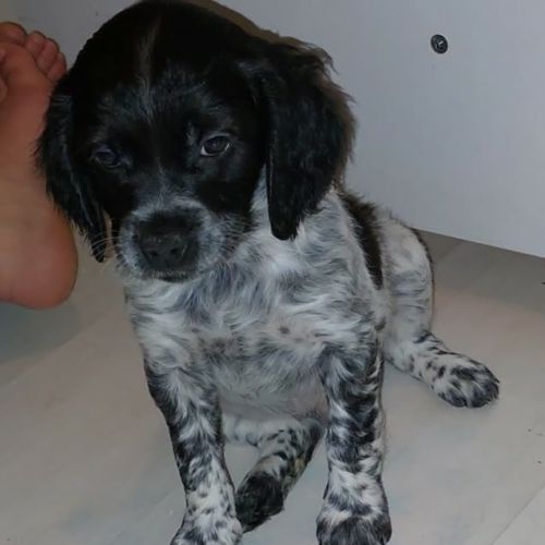 Chiots épagneul breton dispo fin mars #0