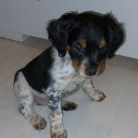 Chiots épagneul breton dispo fin mars #1