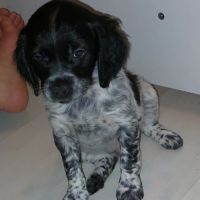 Chiots épagneul breton dispo fin mars