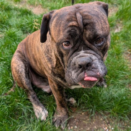 Chien viking à l adoption