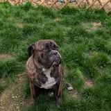 Chien viking à l adoption #2