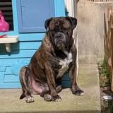 Chien viking à l adoption #3