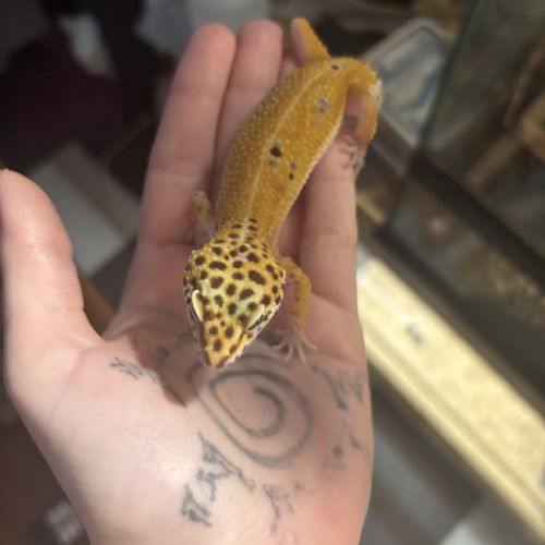 Terrarium + gecko #1