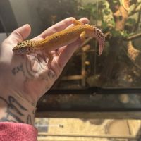 Terrarium + gecko #0