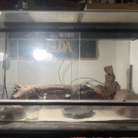 Terrarium + gecko #3