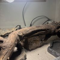 Terrarium + gecko #4