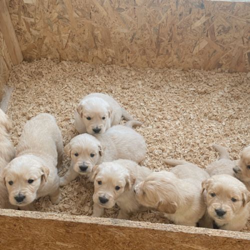 Chiot de type golden retriever #1