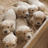 Chiot de type golden retriever #2