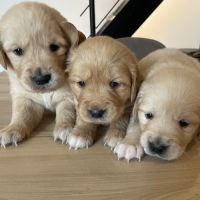 Chiot de type golden retriever
