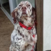 Chien tayga à l adoption