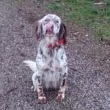 Chien tayga à l adoption #2