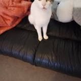 Chat floki à l adoption #3