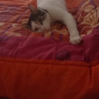 Chat floki à l adoption